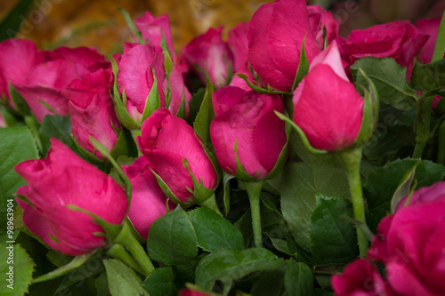 fresh pink roses, soft focus