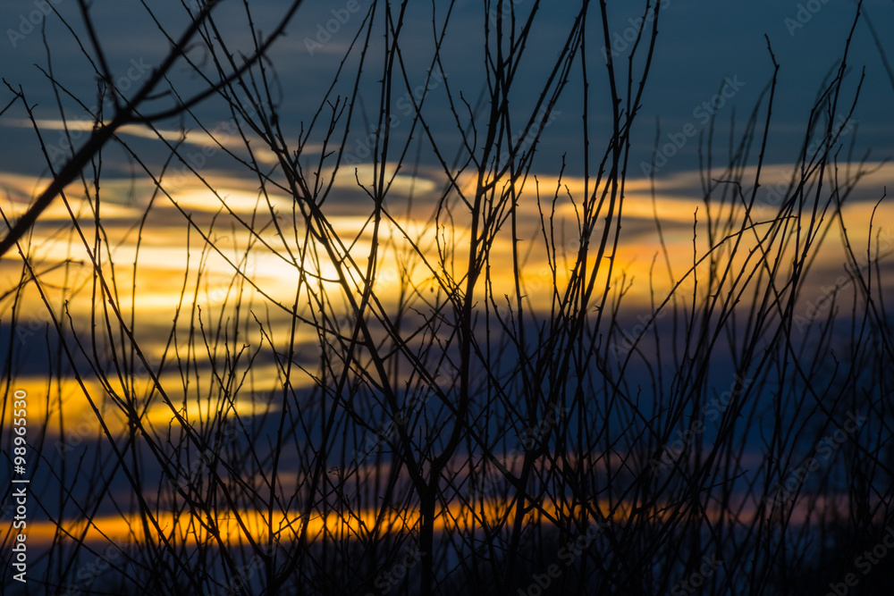 Obraz premium Branches devant un coucher de soleil