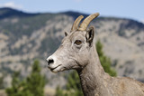 Bighorn sheep - Yellowstone National Park - Wyoming - USA