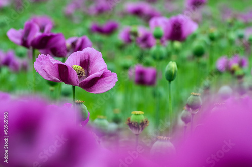Fototapeta Naklejka Na Ścianę i Meble -  Mohn violett auf Mohnwiese