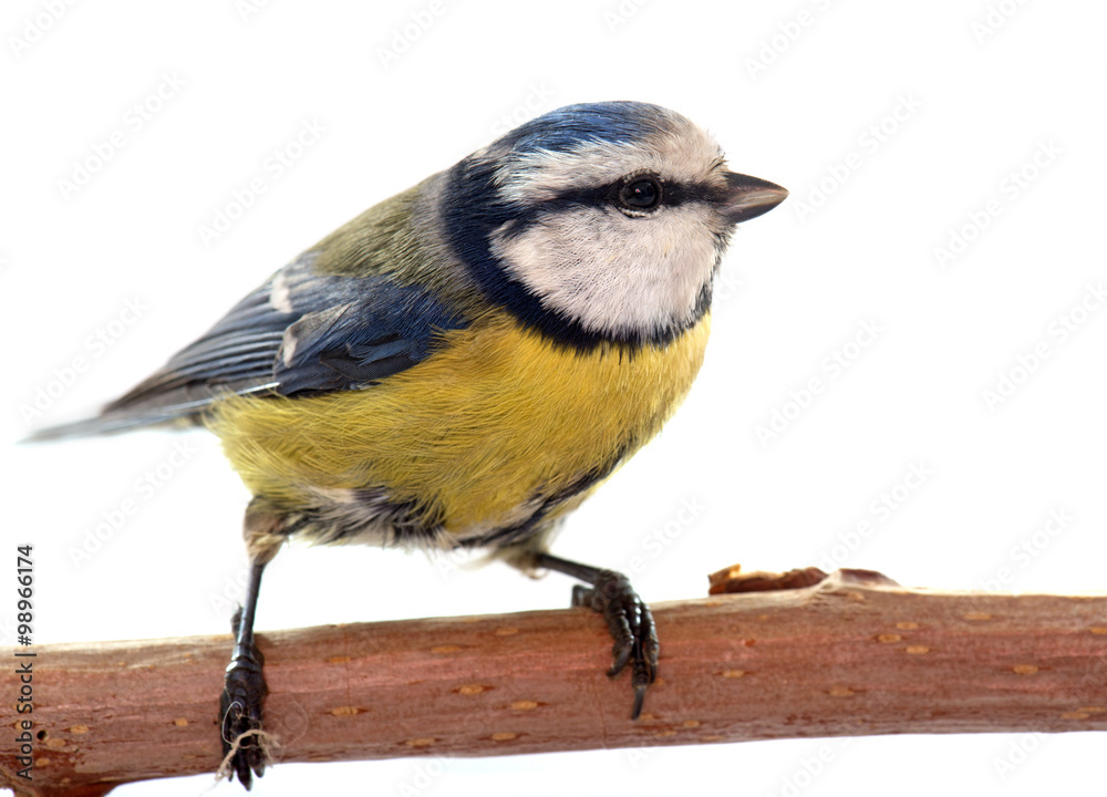 Naklejka premium Eurasian blue tit