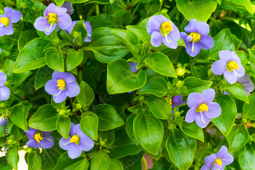Persian Violet flower photo