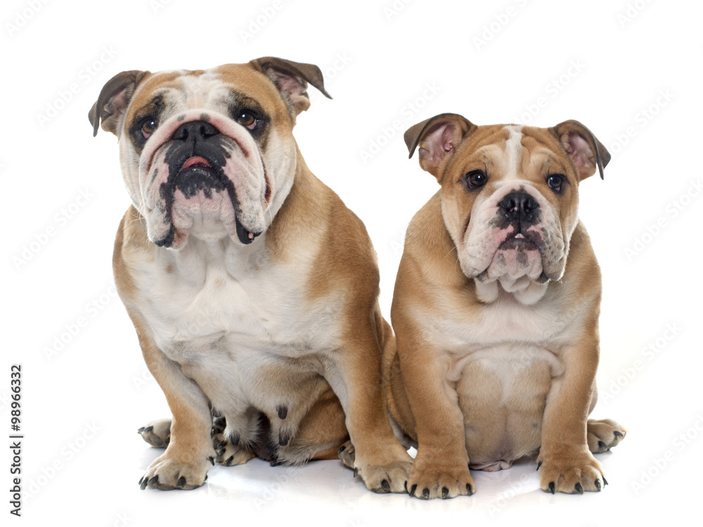 adult and puppy english bulldog
