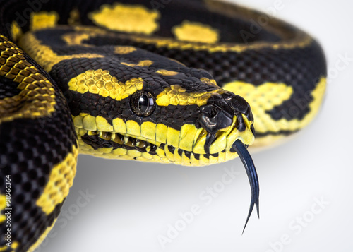 jungle carpet python photo