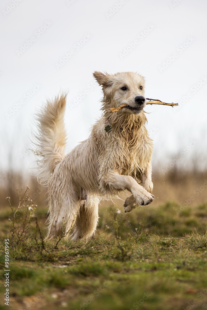 Golden Retriever mit Stöckchen Golden Retriever mit Stöckchen