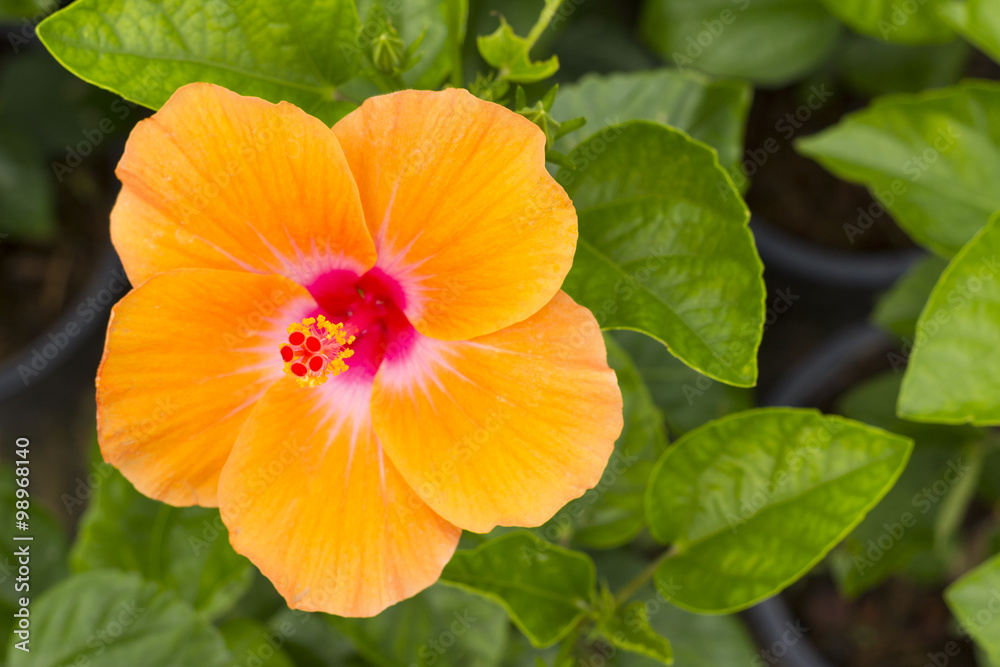 orange Hibiscus flower, Chinese Rose, Rosa mallow orange Hibiscus flower, Chinese Rose, Rosa mallow