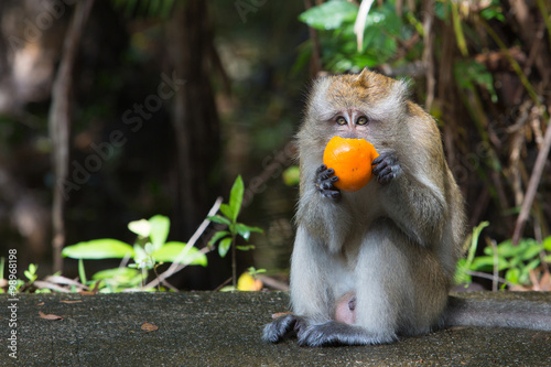 Canvas Print The monkey sits and eats orange