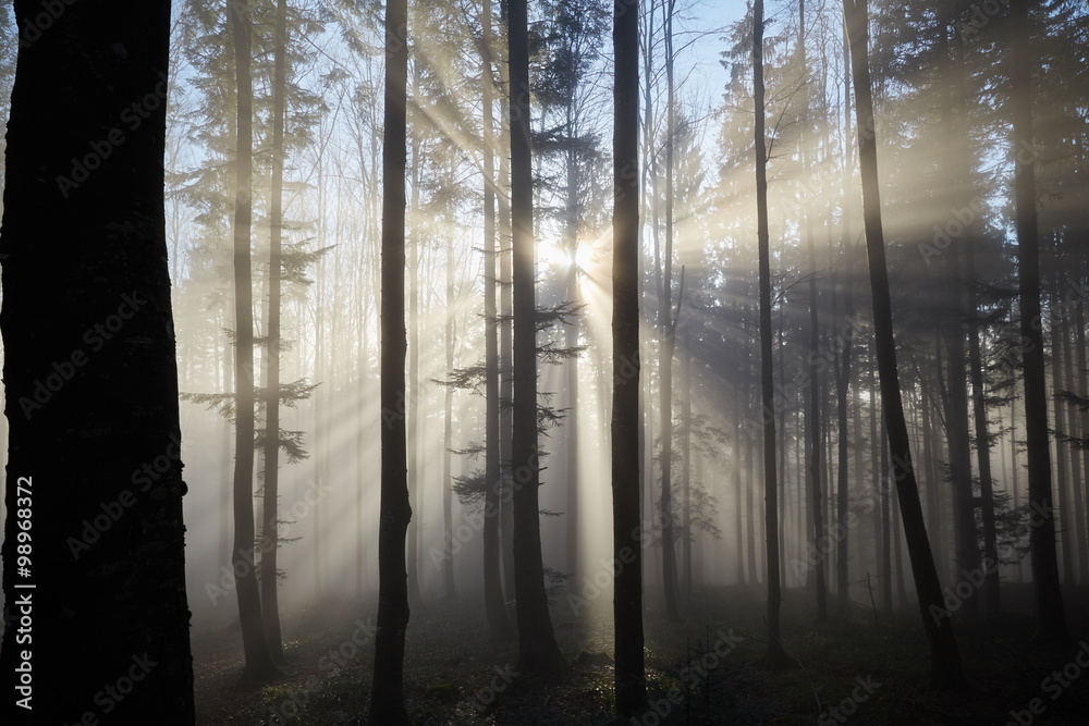 Sun rays through the foggy forrest