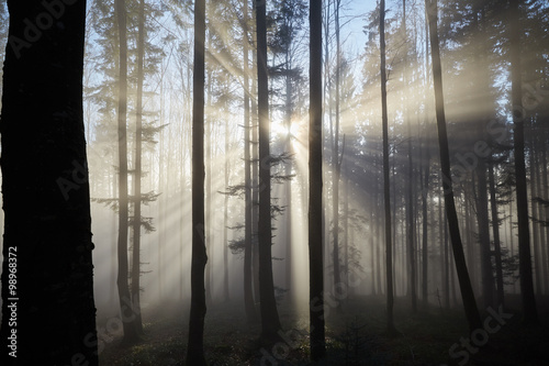Fototapeta Naklejka Na Ścianę i Meble -  Sun rays through the foggy forrest