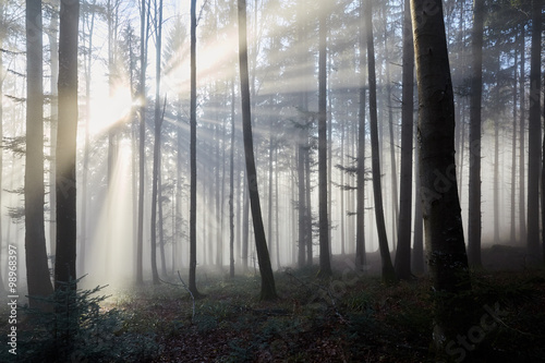 Fototapeta Sun rays through the foggy forrest