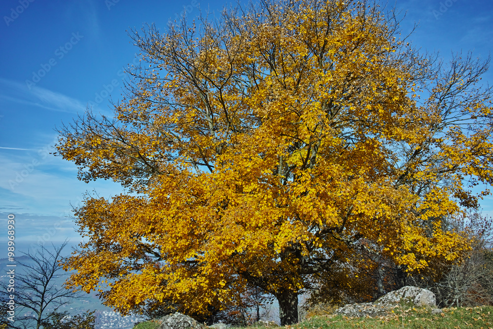 Naklejka premium Yellow tree near mount Rigi, Alps, Switzerland