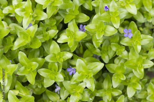 water hyssop