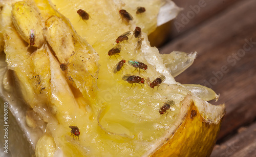 fruit fly on lemon