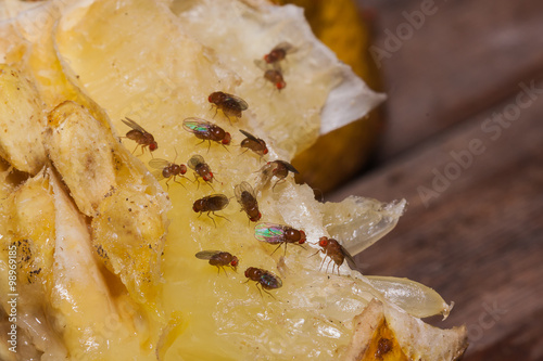 fruit fly on lemon