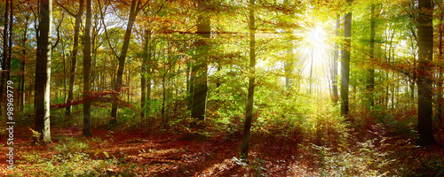 Waldpanorama mit Sonnenstrahlen © Günter Albers