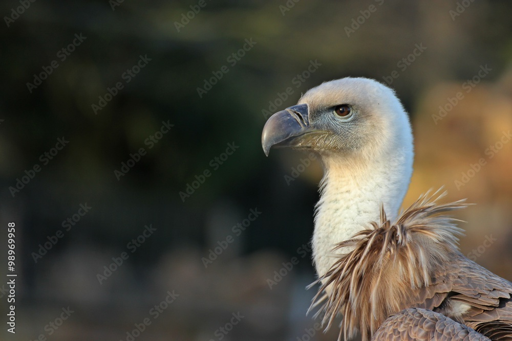 Portrait eines jungen Gänsegeiers (Gyps fulvus)
Portrait eines jungen Gänsegeiers (Gyps fulvus)
