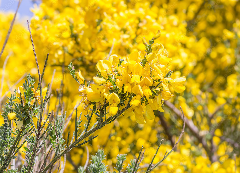Obraz premium unknown name of yellow flower in south America