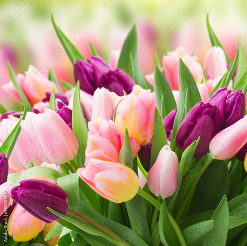 field  of pink and violet tulips