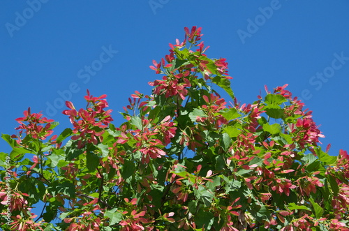 Tatarian maple (lat.Acer tataricum) on blue sky background