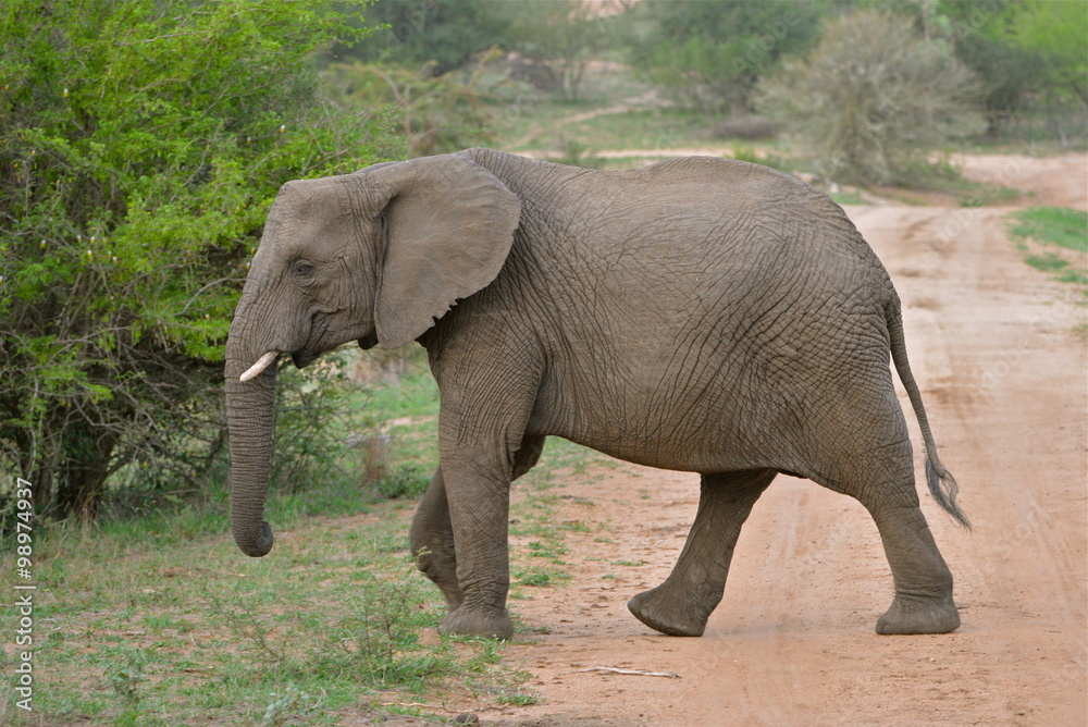 Fototapeta premium éléphant sur sentier, terre rouge