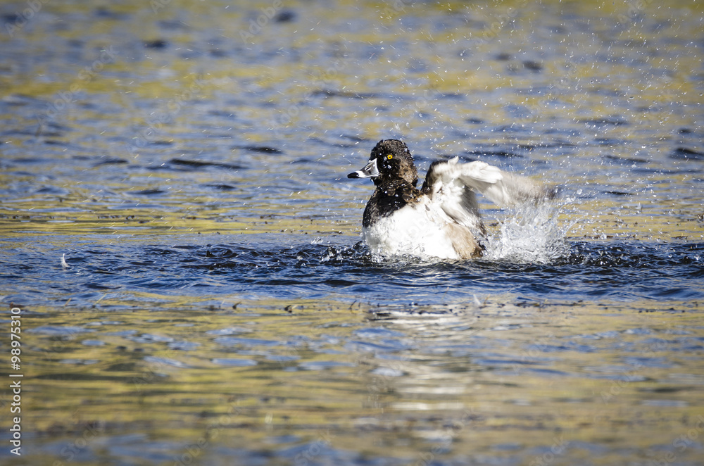 Fototapeta premium Ring-Necked duck - Aythy collaris