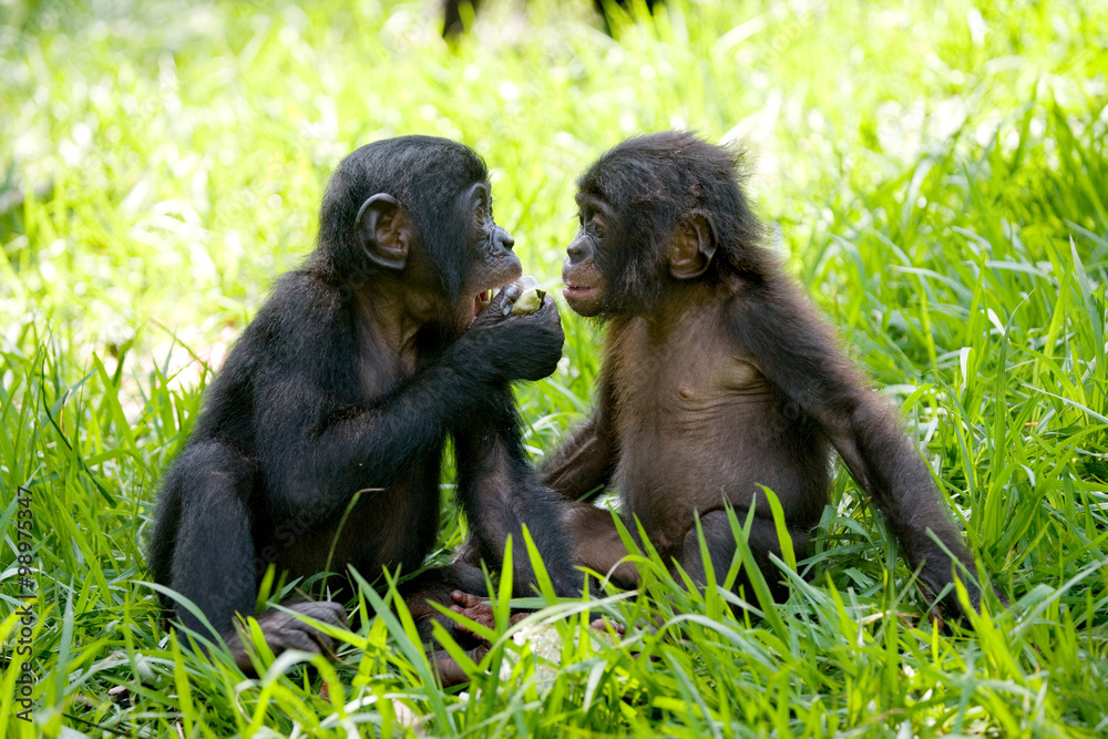 Obraz premium Two baby bonobo playing with each other. Democratic Republic of Congo. Lola Ya BONOBO National Park. An excellent illustration.