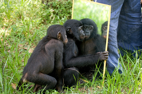 Bonobos baby plays with a mirror. Democratic Republic of Congo. Lola Ya BONOBO National Park. An excellent illustration. © gudkovandrey