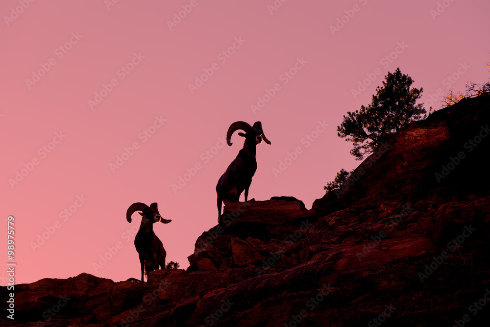 Naklejka premium Desert Bighorn Sheep Rams Silhouetted