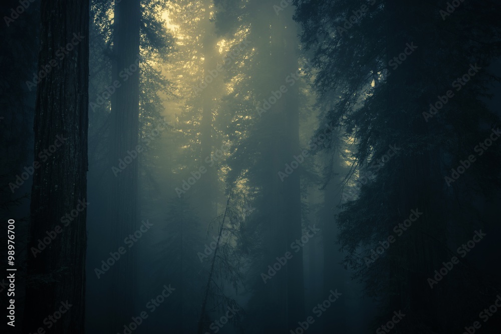 Fototapeta premium Spooky Dense Forest Fog