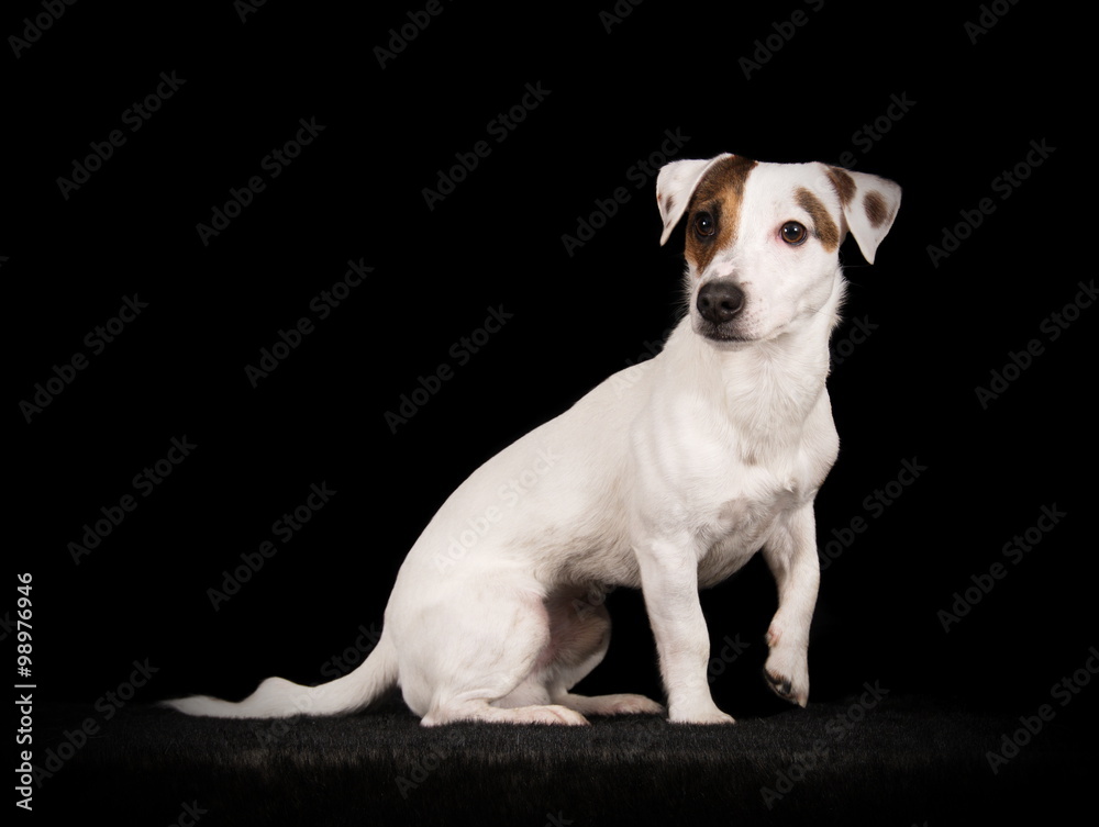 Jack Russell Terrier en studio sur fond noir