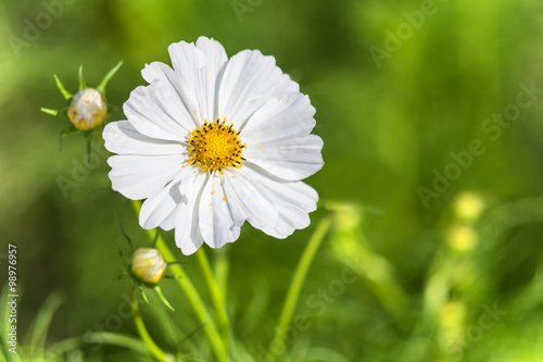 flor blanca