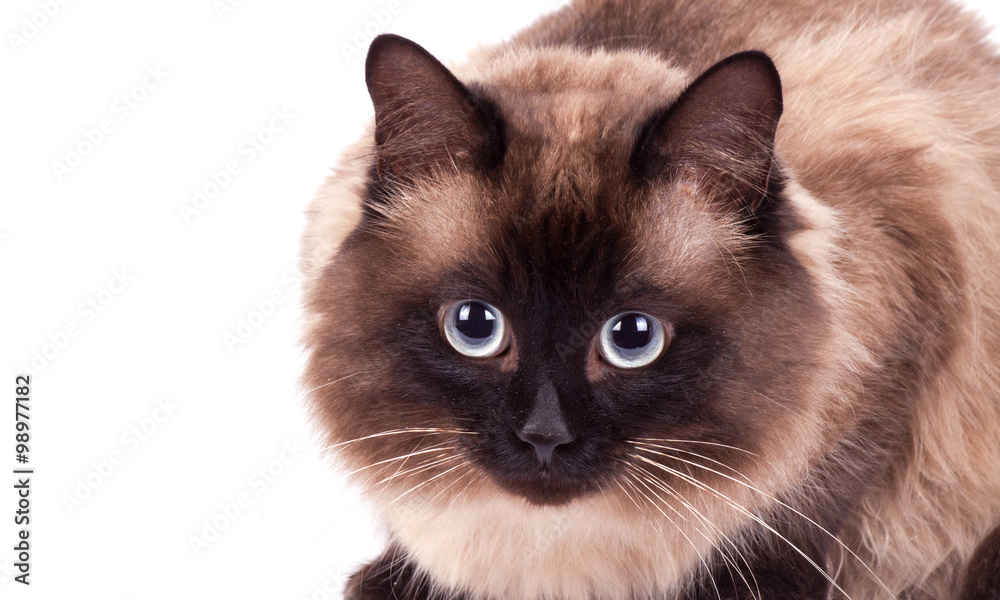 Portrait of a Siamese cat