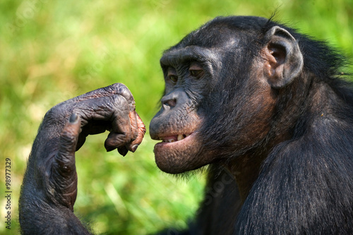 Fototapeta Naklejka Na Ścianę i Meble -  Portrait of bonobos. Close-up. Democratic Republic of Congo. Lola Ya BONOBO National Park. An excellent illustration.