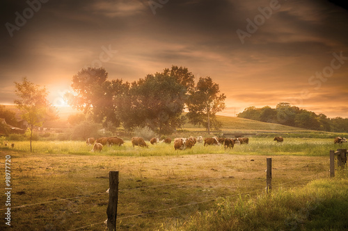 Summer farmland scene in sunset