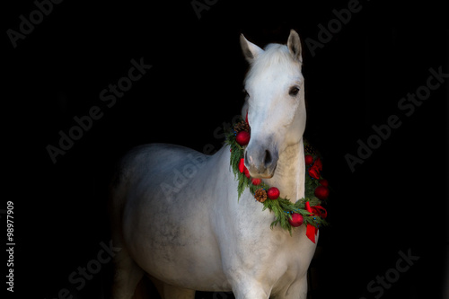 Fototapeta Naklejka Na Ścianę i Meble -  Christmas image of a white horse wearing a wreath and a bow on black background