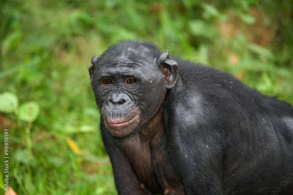 Portrait of a baby bonobo. Democratic Republic of Congo. Lola Ya BONOBO National Park. An excellent illustration. Portrait of a baby bonobo. Democratic Republic of Congo. Lola Ya BONOBO National Park. An excellent illustration.