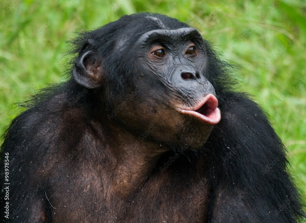 Portrait of a baby bonobo. Democratic Republic of Congo. Lola Ya BONOBO National Park. An excellent illustration. Portrait of a baby bonobo. Democratic Republic of Congo. Lola Ya BONOBO National Park. An excellent illustration.