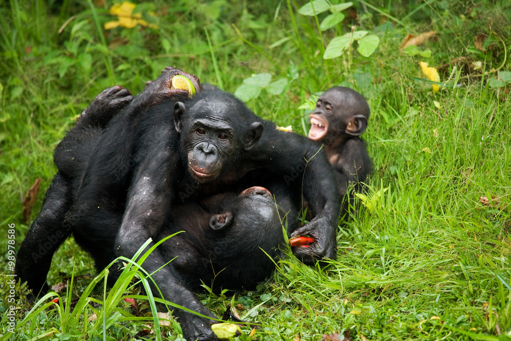 Group of Bonobos. Democratic Republic of Congo. Lola Ya BONOBO National Park. An excellent illustration. Group of Bonobos. Democratic Republic of Congo. Lola Ya BONOBO National Park. An excellent illustration.