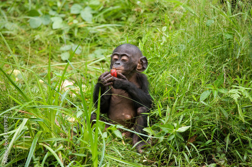 A baby bonobo is eating something.. Democratic Republic of Congo. Lola Ya BONOBO  National Park. An excellent illustration.  photo