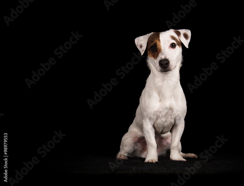 Jack Russell Terrier en studio sur fond noir