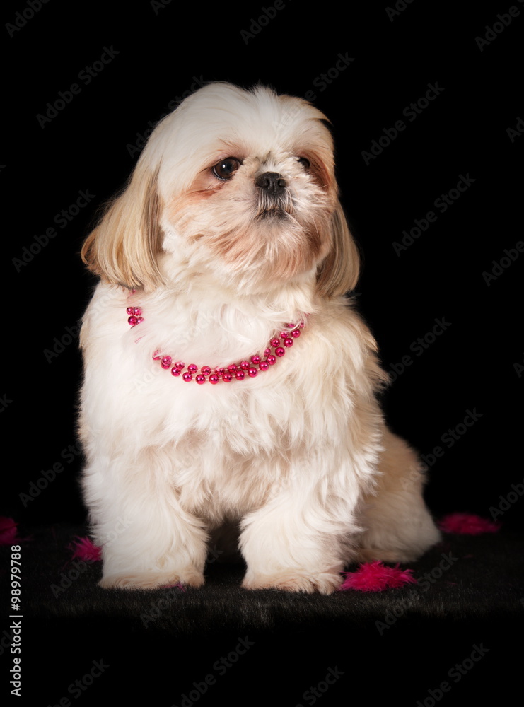 Shih-Tzu en studio sur fond noir Shih-Tzu en studio sur fond noir