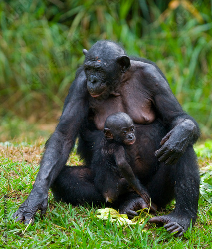 Female bonobo with a baby. Democratic Republic of Congo. Lola Ya BONOBO National Park. An excellent illustration. © gudkovandrey