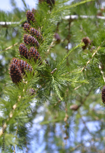 Wallpaper Mural Merry Christmas theme with pine and pine cones   Torontodigital.ca