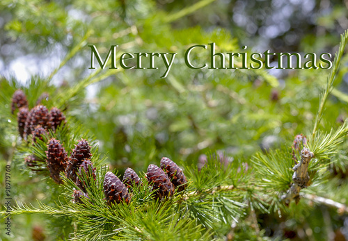 Merry Christmas theme with pine and pine cones   photo