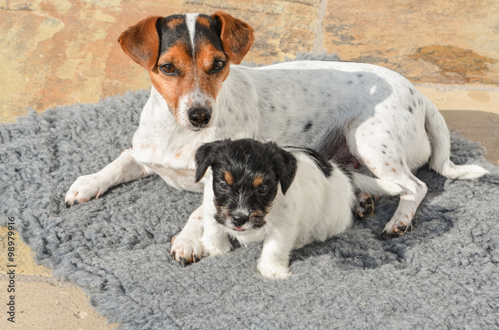 Tricolor cute dog lies with her puppy cuddling together on a blanket on the terrace - Jack Russell Terrier Doggy 7 weeks old Tricolor cute dog lies with her puppy cuddling together on a blanket on the terrace - Jack Russell Terrier Doggy 7 weeks old
