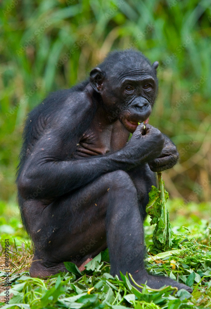 Bonobo is eating something.. Democratic Republic of Congo. Lola Ya BONOBO National Park. An excellent illustration. Bonobo is eating something.. Democratic Republic of Congo. Lola Ya BONOBO National Park. An excellent illustration.