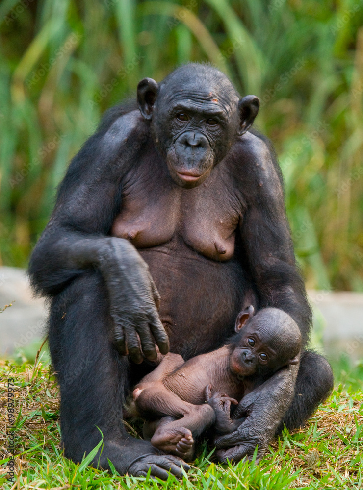 Female bonobo with a baby. Democratic Republic of Congo. Lola Ya BONOBO National Park. An excellent illustration. Female bonobo with a baby. Democratic Republic of Congo. Lola Ya BONOBO National Park. An excellent illustration.