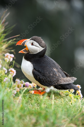 Puffin in Latrabjarg Cliff  Westfjords  Iceland