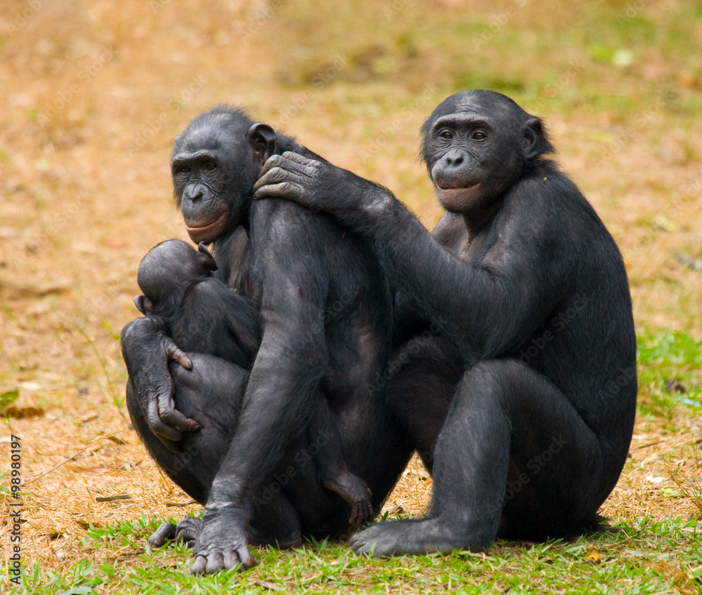 Group of Bonobos. Democratic Republic of Congo. Lola Ya BONOBO National Park. An excellent illustration. Group of Bonobos. Democratic Republic of Congo. Lola Ya BONOBO National Park. An excellent illustration.