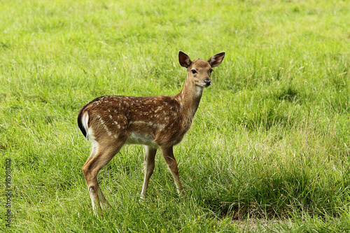 Doe cub in zoo